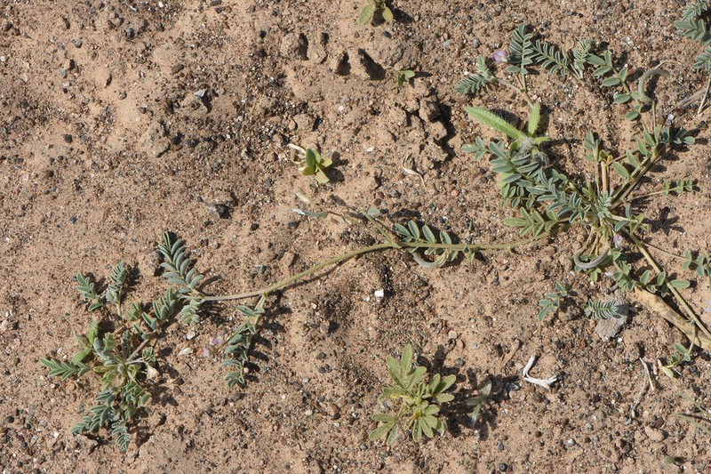 Astragalus intercedens photo 4