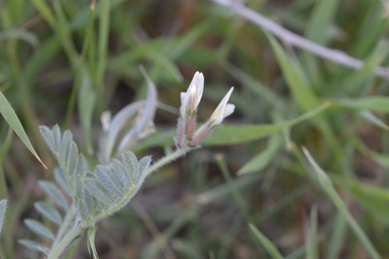 Astragalus intercedens photo 5
