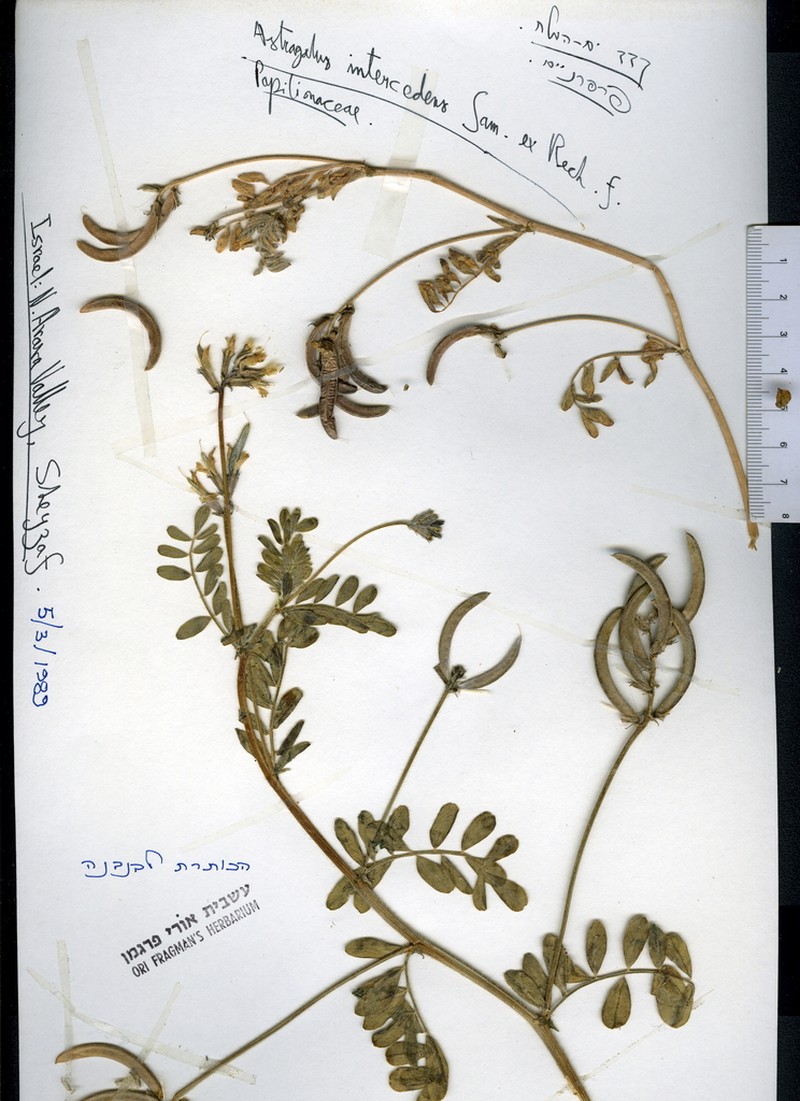 Astragalus intercedens photo 6