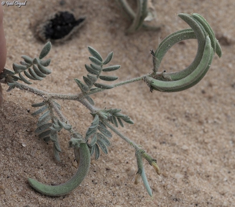 Astragalus intercedens photo 7