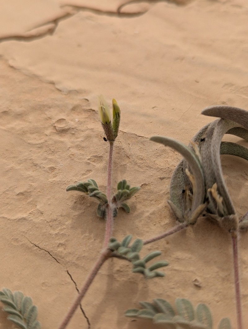 Astragalus intercedens photo 8