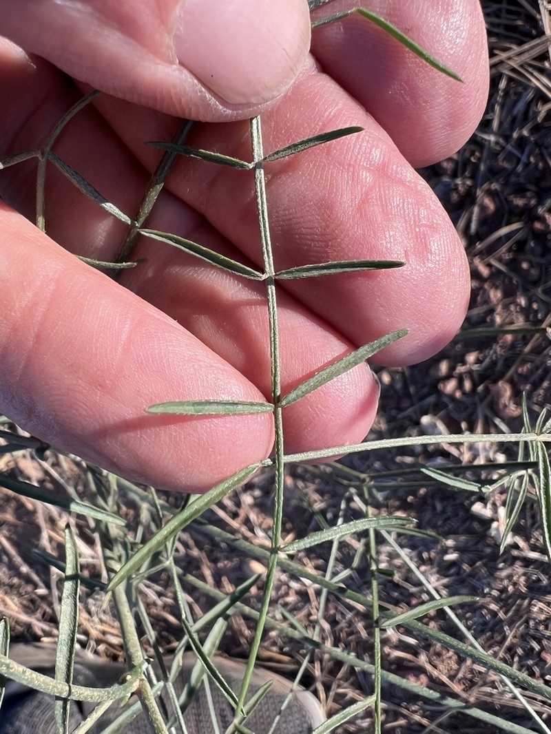 Susanville Milkvetch photo 2