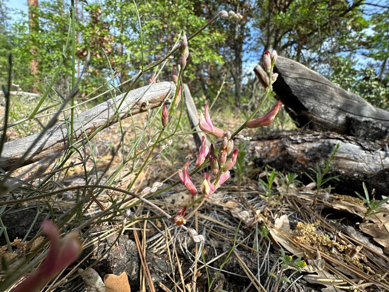 Susanville Milkvetch photo 3