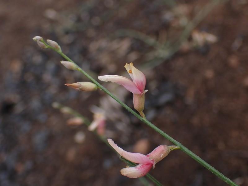 Susanville Milkvetch photo 4