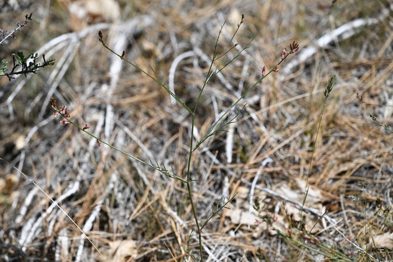 Susanville Milkvetch photo 5