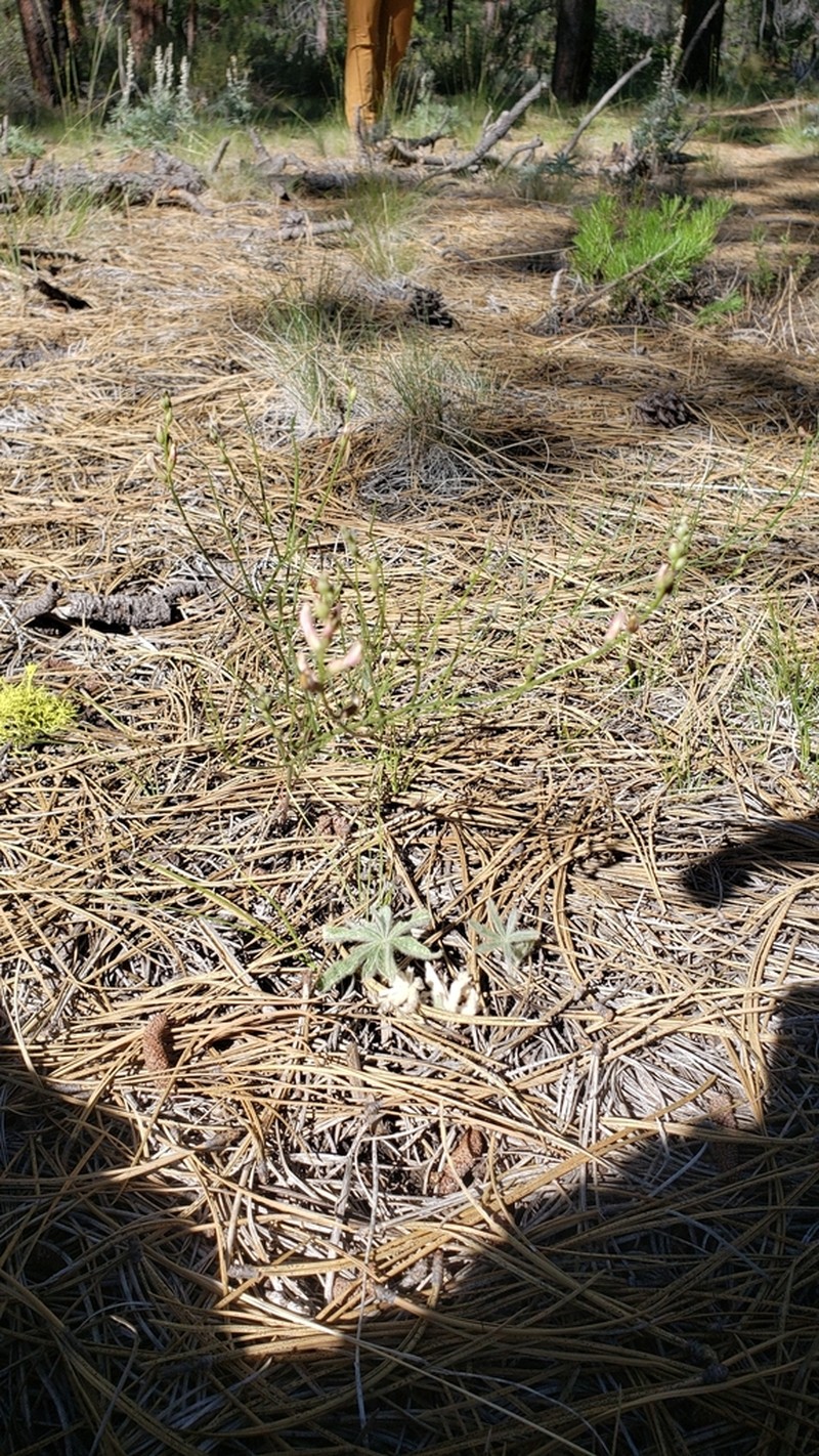 Susanville Milkvetch photo 6