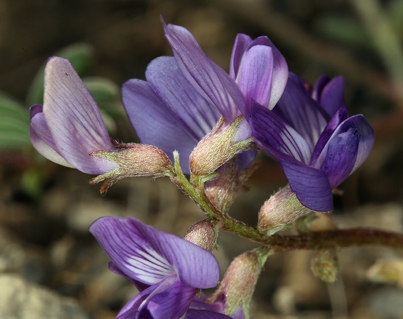 Inyo Milkvetch