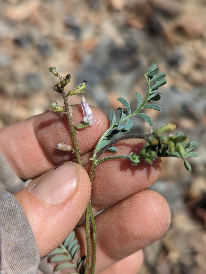 Inyo Milkvetch photo 2