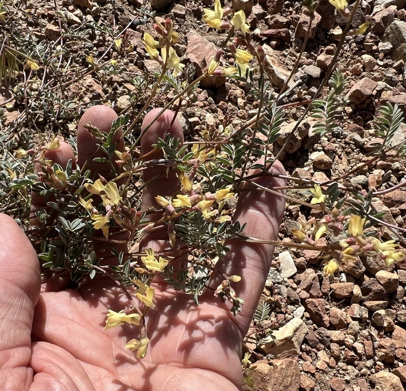 Inyo Milkvetch photo 3
