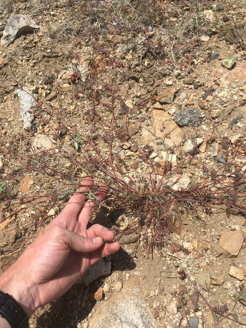 Inyo Milkvetch photo 4
