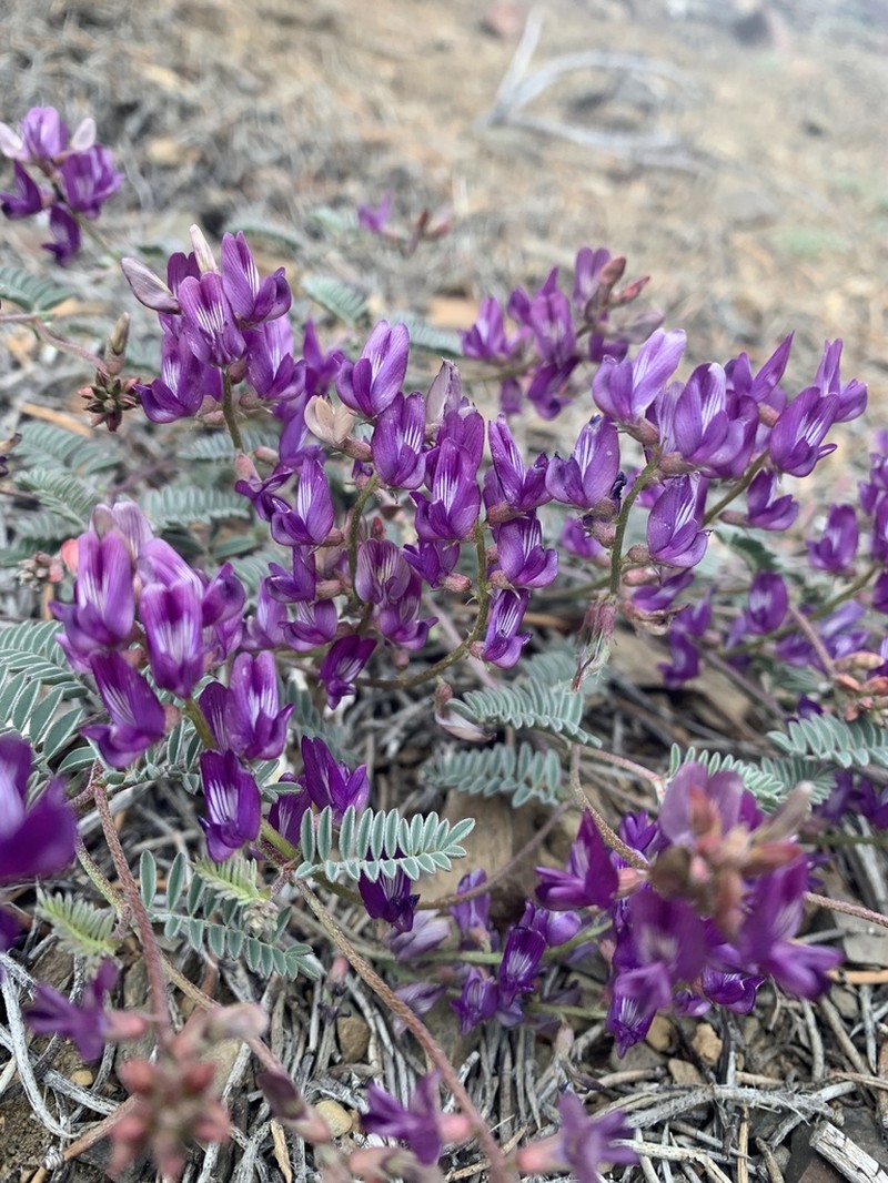 Inyo Milkvetch photo 5