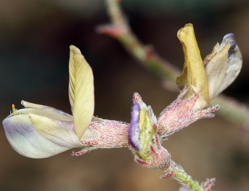 Inyo Milkvetch photo 6