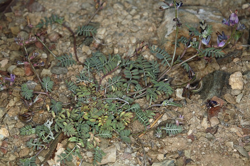 Inyo Milkvetch photo 7