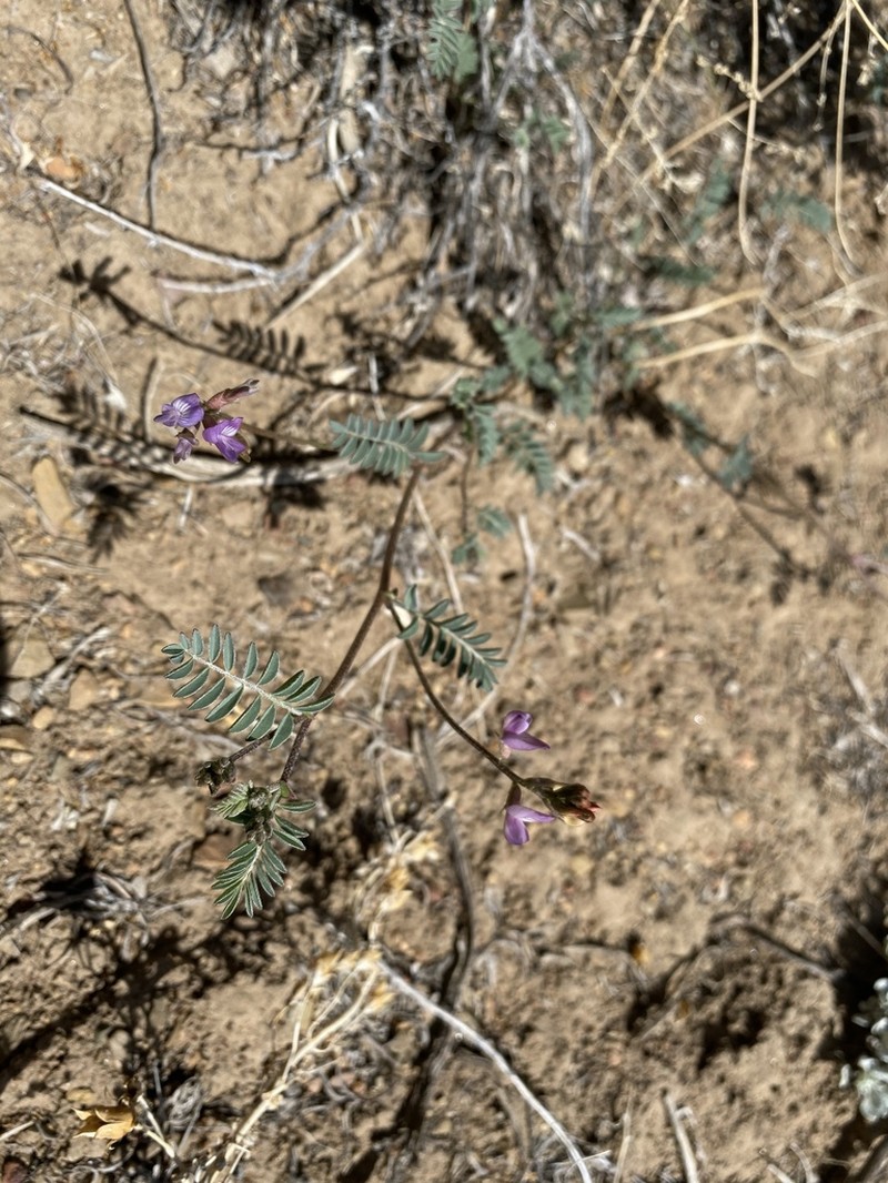 Inyo Milkvetch photo 8