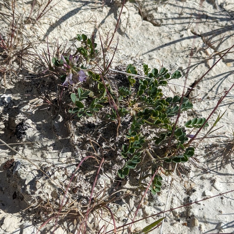 Humboldt River Milkvetch photo 3