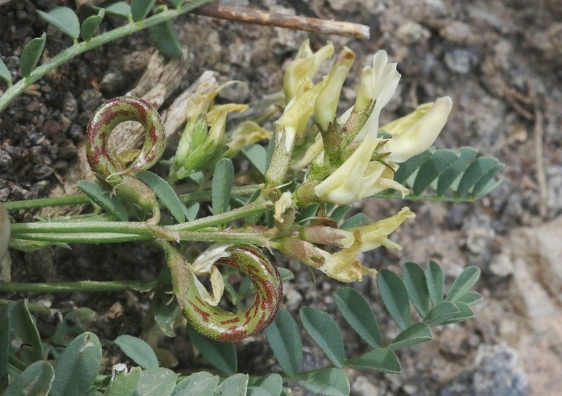 Humboldt River Milkvetch photo 4