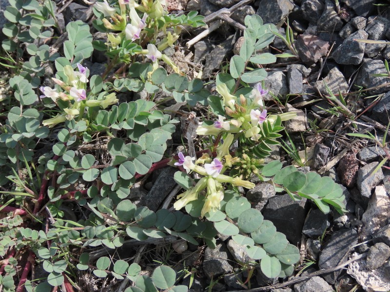 Humboldt River Milkvetch photo 5