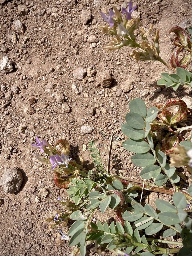 Humboldt River Milkvetch photo 6