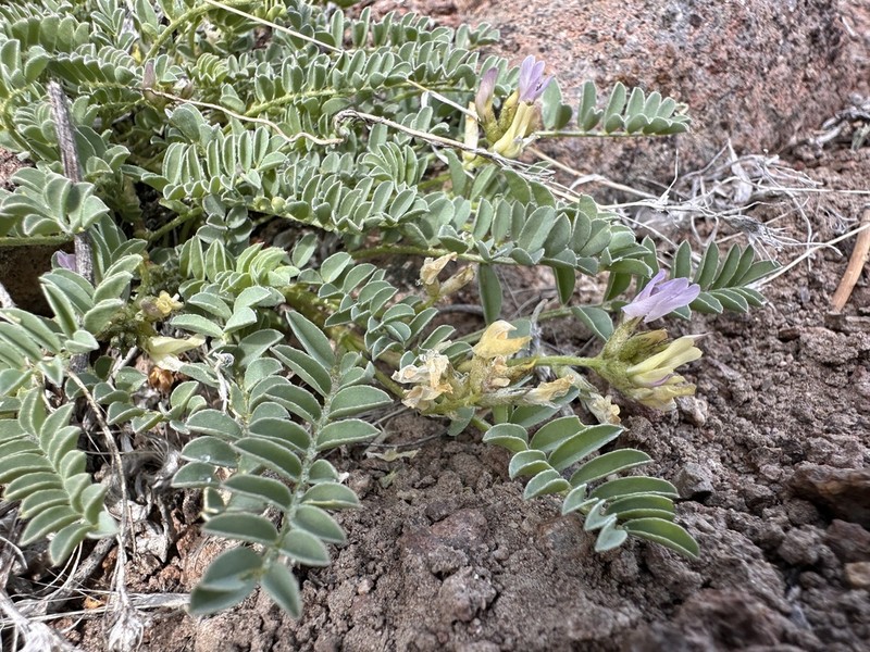 Humboldt River Milkvetch photo 7