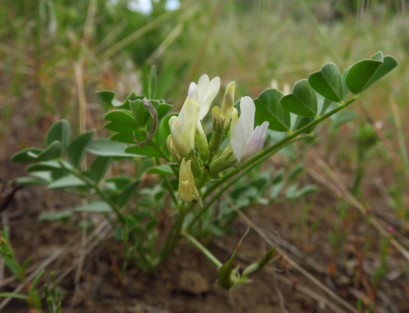 Astragalus iodanthus var. diaphanoides