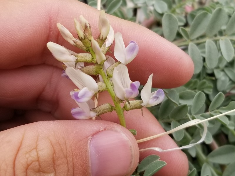 Astragalus iodanthus var. diaphanoides photo 2