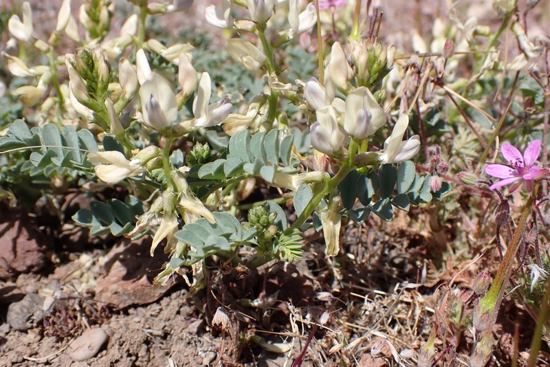 Astragalus iodanthus var. diaphanoides photo 3