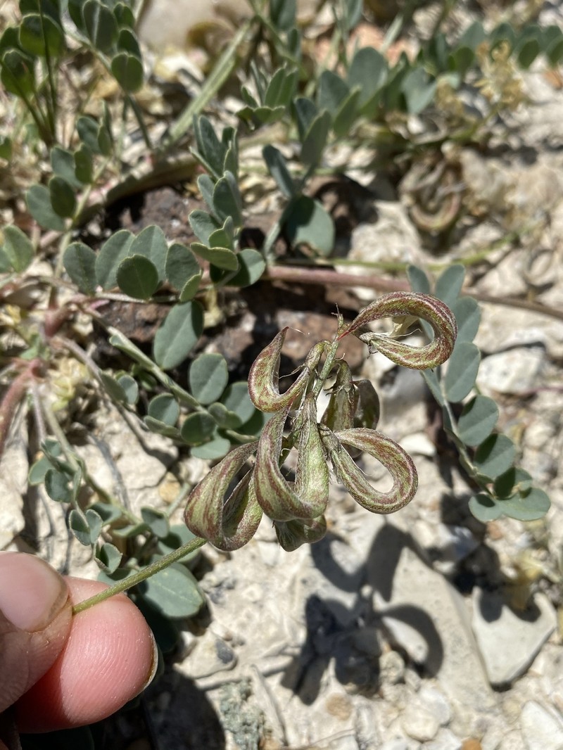 Astragalus iodanthus var. diaphanoides photo 4