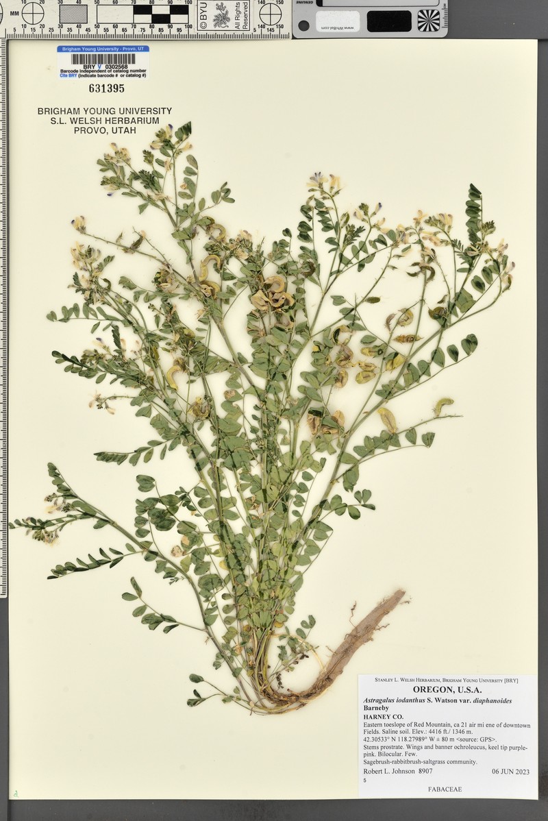 Astragalus iodanthus var. diaphanoides photo 5