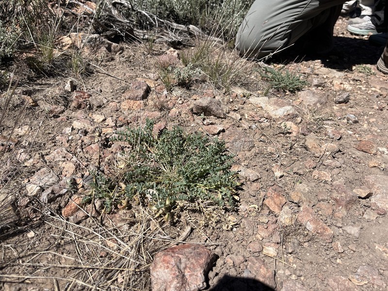 Astragalus iodanthus var. iodanthus