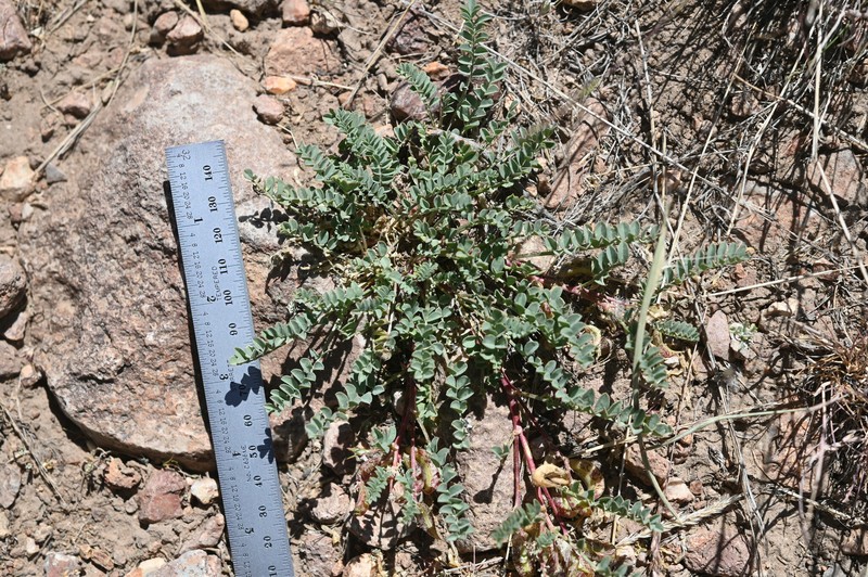 Astragalus iodanthus var. iodanthus photo 2