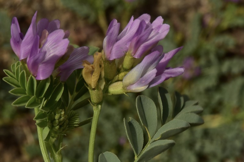 Astragalus iodanthus var. iodanthus photo 3