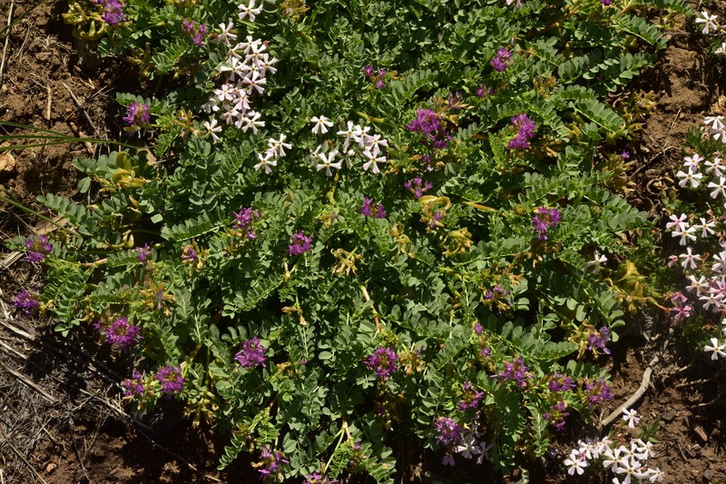 Astragalus iodanthus var. iodanthus photo 4