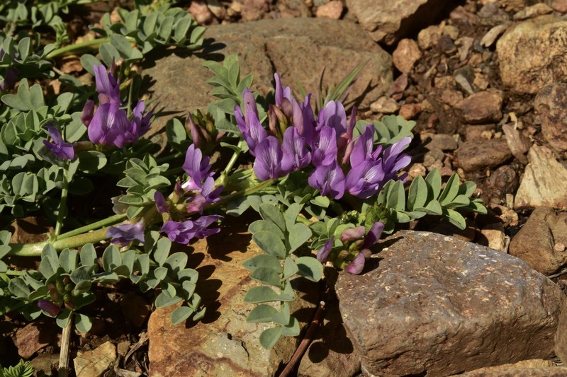 Astragalus iodanthus var. iodanthus photo 5