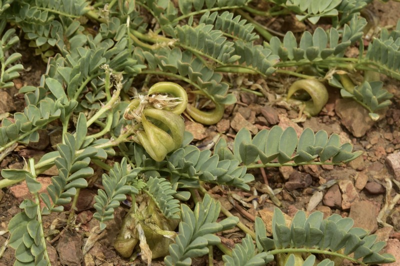 Astragalus iodanthus var. iodanthus photo 6