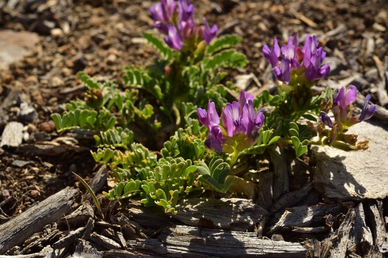 Astragalus iodanthus var. iodanthus photo 7