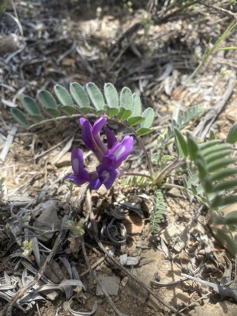 Violet Milkvetch
