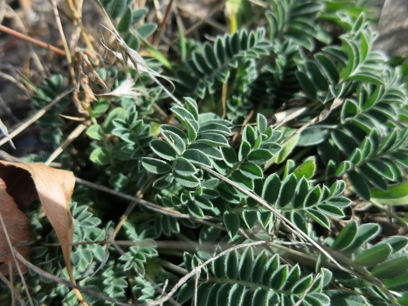 Violet Milkvetch photo 2