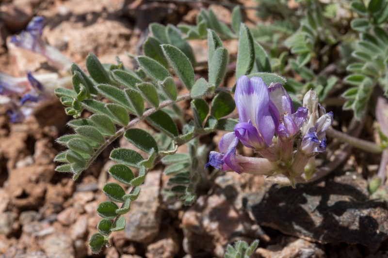 Violet Milkvetch photo 3