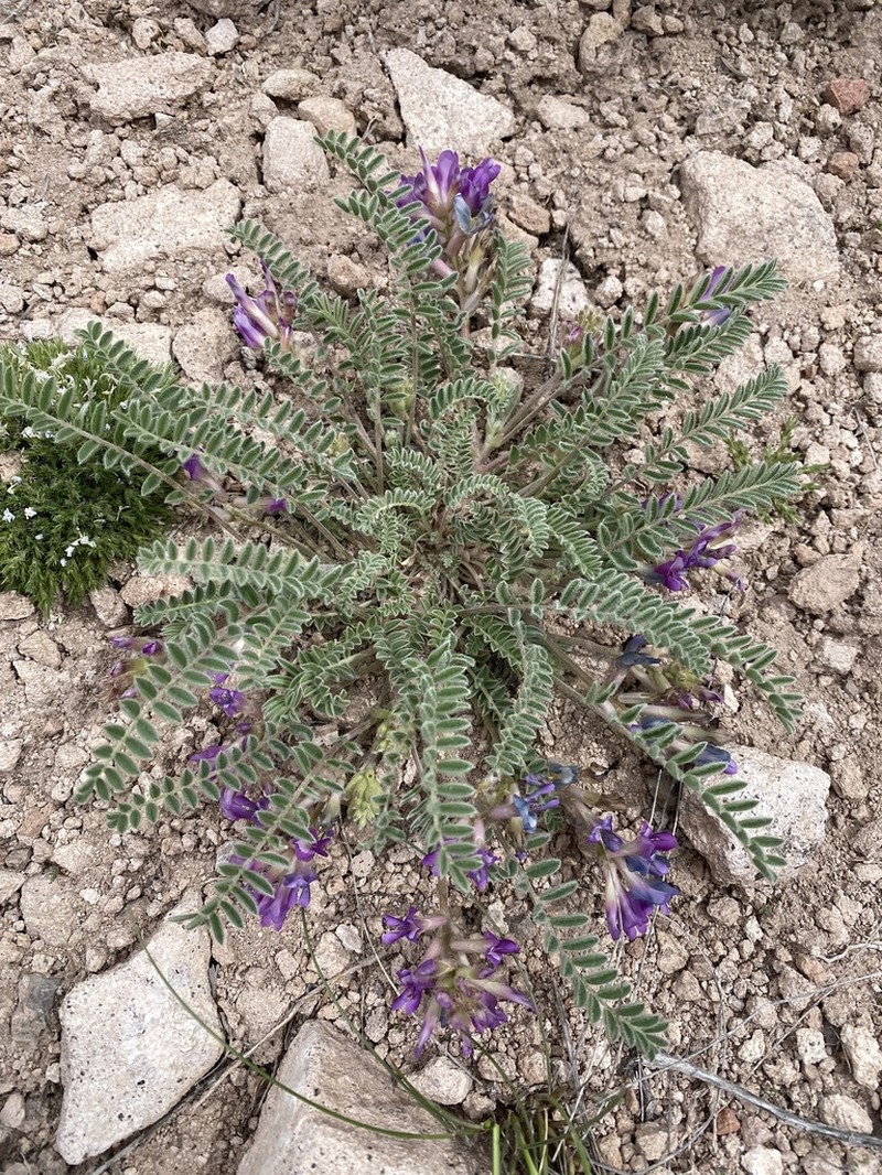 Violet Milkvetch photo 4