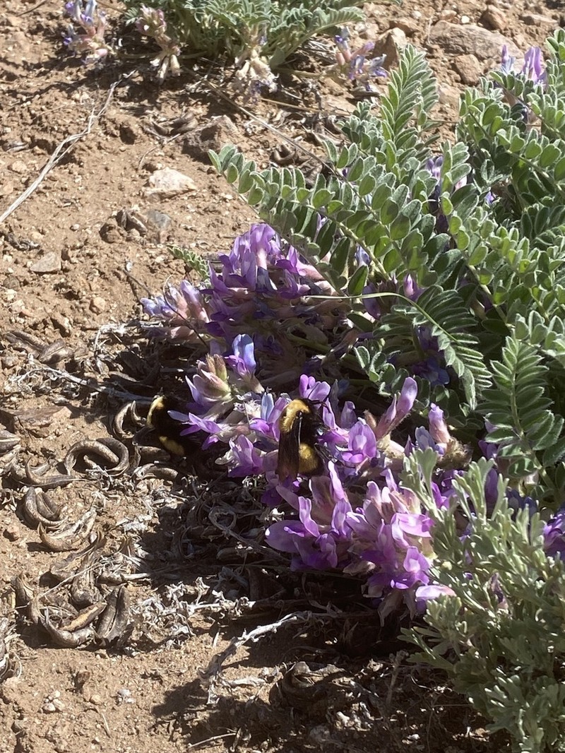 Violet Milkvetch photo 5