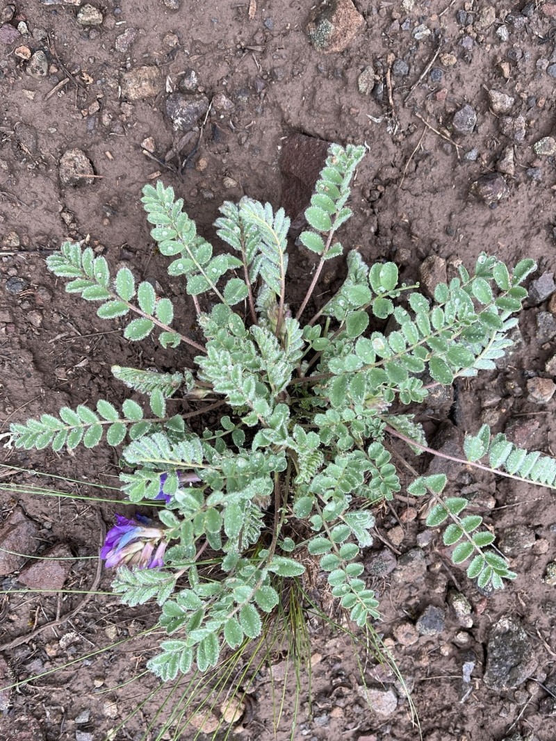 Violet Milkvetch photo 7