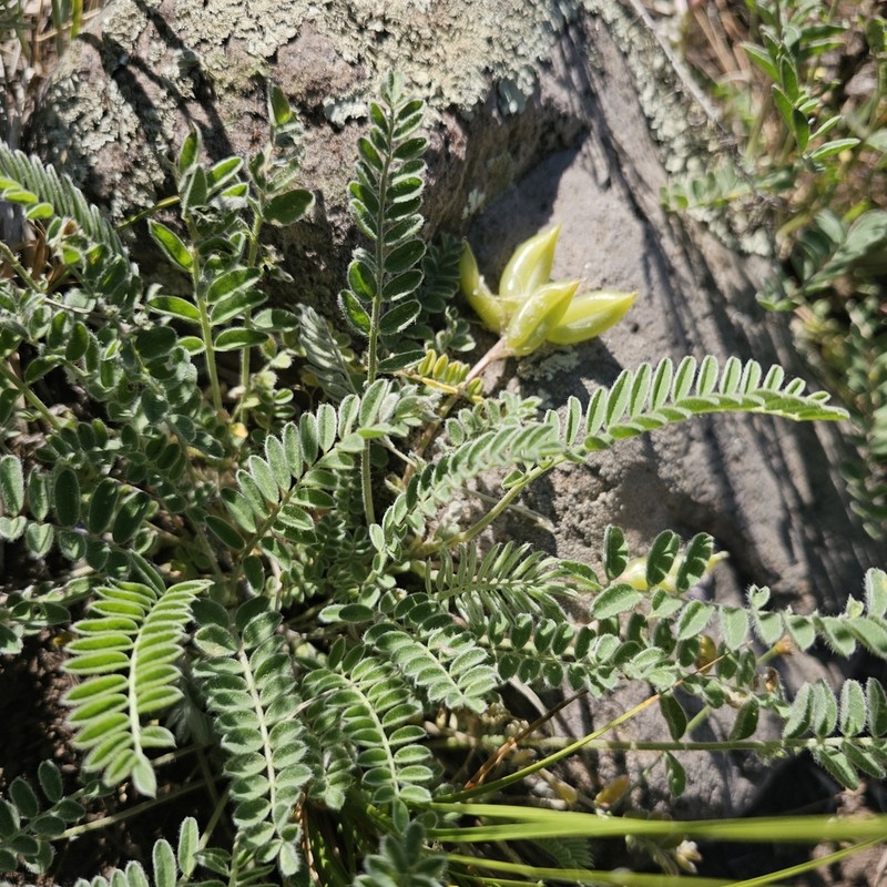 Violet Milkvetch photo 8