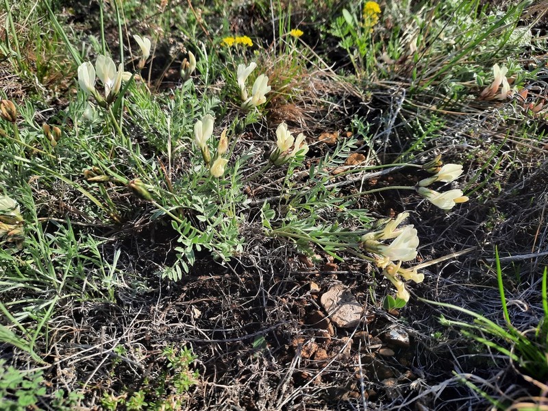 Astragalus ionae