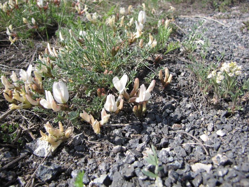 Astragalus ionae photo 2
