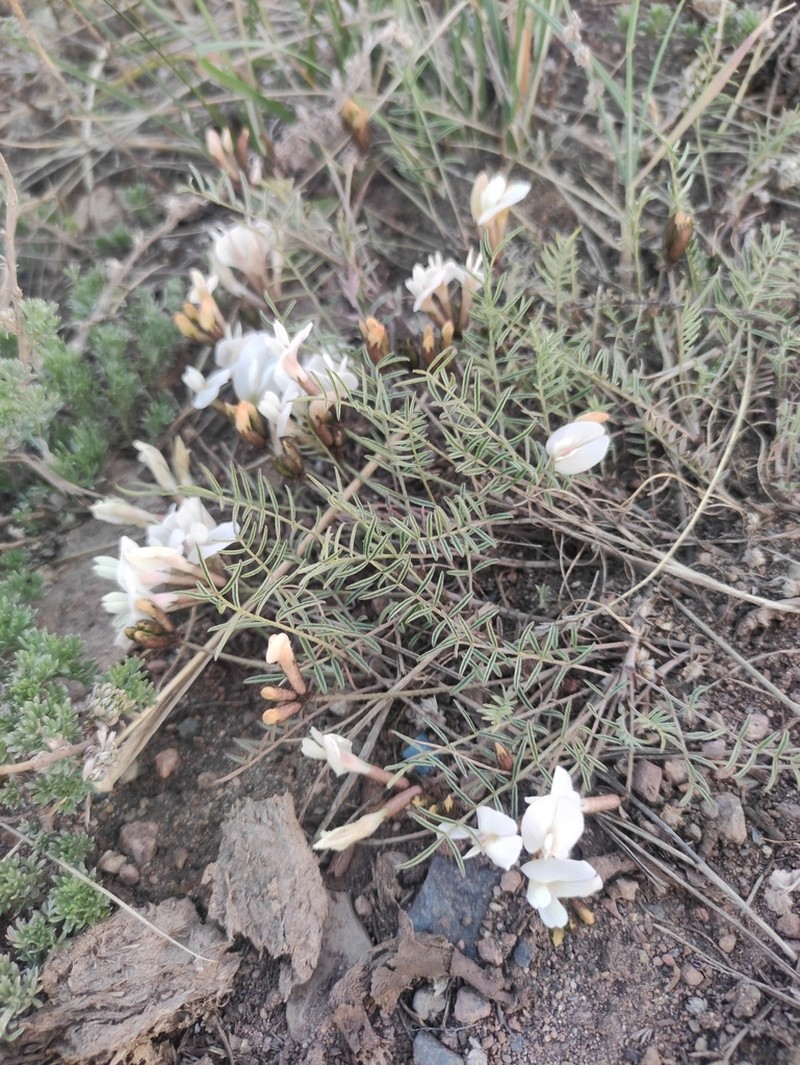 Astragalus ionae photo 3