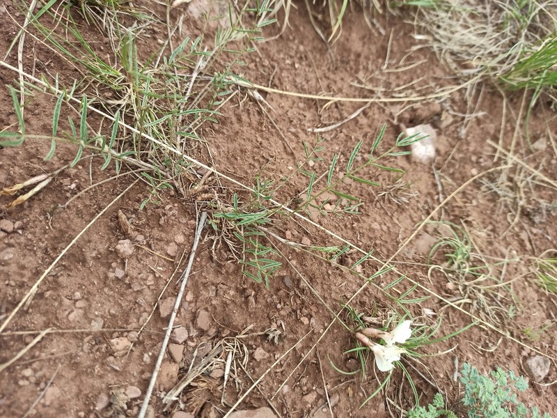 Astragalus ionae photo 4
