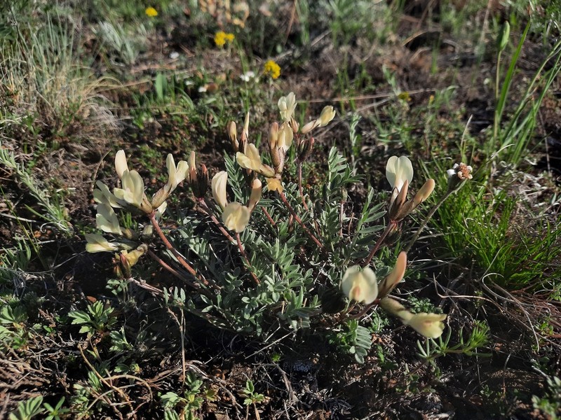 Astragalus ionae photo 5