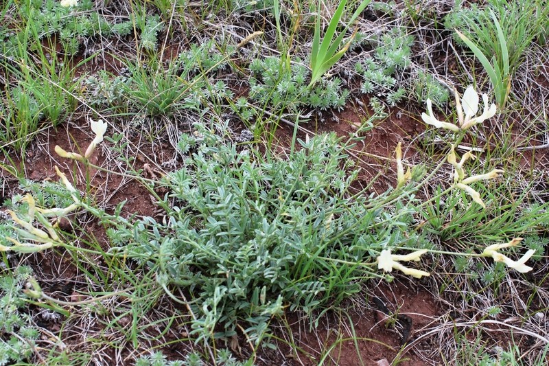 Astragalus ionae photo 6