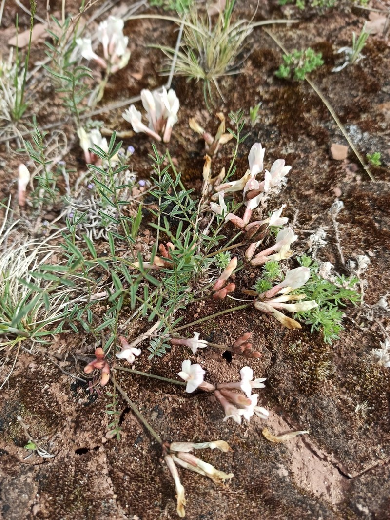 Astragalus ionae photo 7