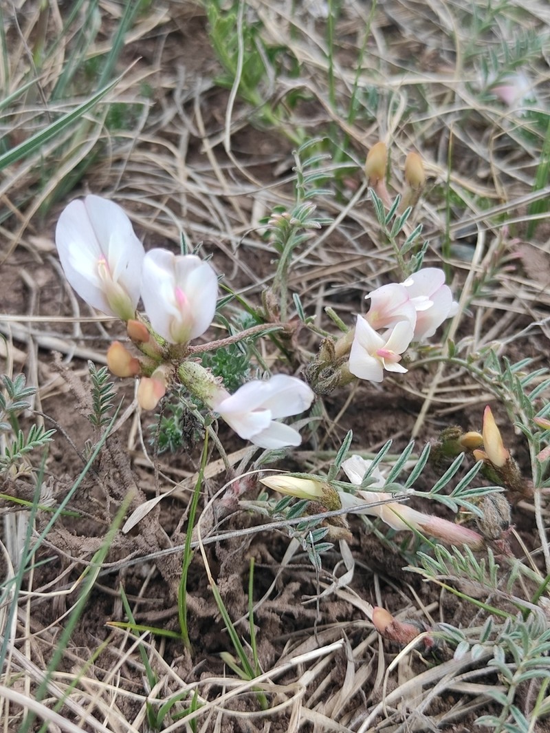 Astragalus ionae photo 8
